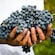A pair of hands holding a cluster of freshly harvested grapes